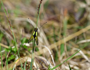 Schmetterlingshaft auf Grashalm