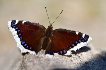 Trauermantel auf Stein
