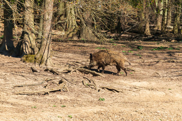 Wild boar - Sus scrofa - in the forest and by the water in its natural habitat.