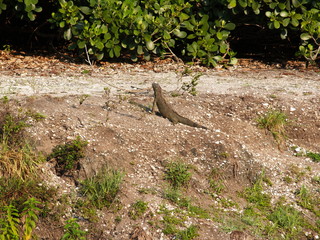 brown iguana lizard on the ground
