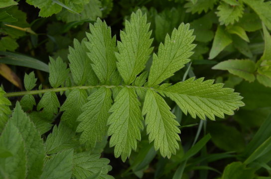 The shiny silver leaves of Silverweed (Potentilla anserina, a type of cinquefoil)