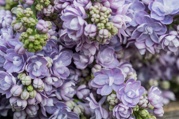 Fresh violet lilac on a wooden table