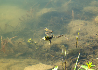 Green frog (lat. Pelophylax) swims in a pond, a frog swims on the water and looks, top view of an amphibian animal, the summer period of frog populations