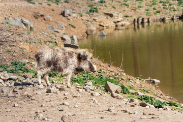 Wild boar - Sus scrofa - in the forest and by the water in its natural habitat.