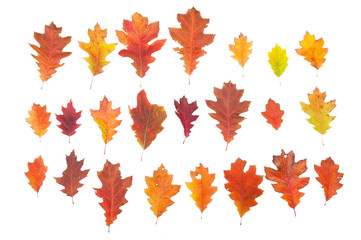 Set of autumn leaves isolated on white background
