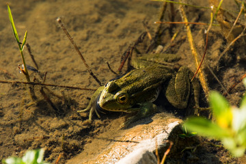 Green frog Latin Pelophylax in a pond, a frog sits in the water and looks, top view of an amphibian animal, the summer period of frog populations