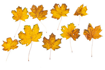 Naklejka na ściany i meble Set of autumn leaves isolated on white background