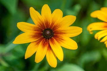 Close up of sunflower bloom