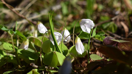 Sauerklee, Oxalis acetosella, zarte, weiße blüte und helle Blätter