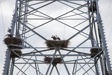 stork nests in electricity pylon