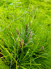 cobweb frozen in a small pine