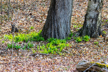 Wild Ramps - wild garlic ( Allium tricoccum), commonly known as ramp, ramps, spring onion,  wild leek, wood leek.  North American species of wild onion. in Canada, ramps are considered rare delicacies