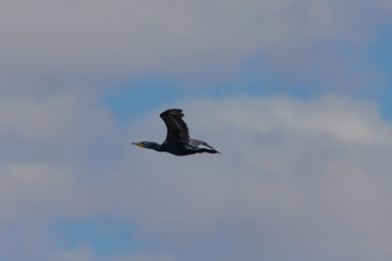 Cormorant. Every spring, large flocks of cormorants fly to the mouth rivers of Lake Michigan to catch spawning fish.