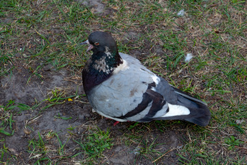 gray dove opened its beak

