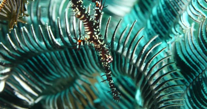 ornate ghost pipefish underwater next to featherstar camoufflage tropics ocean scenery 