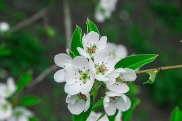 blooming apple tree in spring. white flowers on a natural background