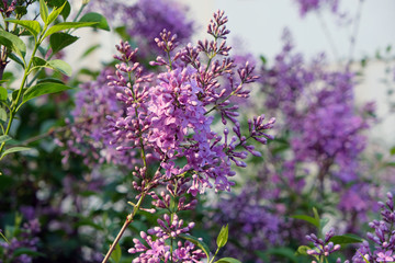 Obraz premium Lilac flowers in the garden in springtime. Gardening.