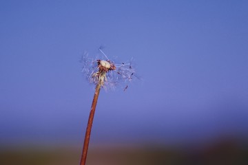 Pusteblume vor blauem Himmel