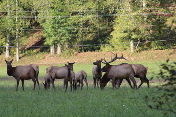 Naklejka na ściany i meble herd of elk