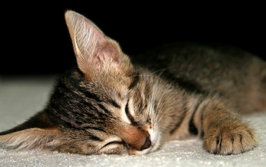 Fototapeta na wymiar Closeup sleeping kitten on a soft blanket on a black background