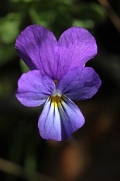 Wildes Stiefm&uuml;tterchen (Viola tricolor)