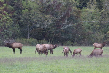 herd of elk in the woods