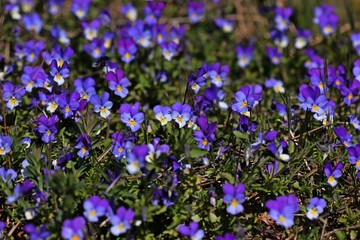 Wildes Stiefmütterchen (Viola tricolor)