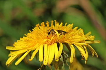 Blattwespe (Tenthredo) auf Löwenzahnblüte