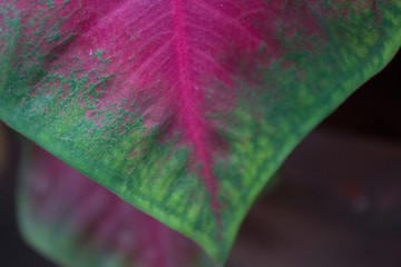 Caladium leaf close up