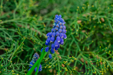 blue spring flower - Muscari, close-up
