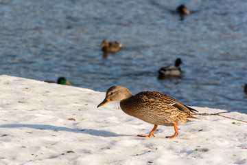 Duck in winter on the lake, wild birds living in the Park, street birds, feed the ducks in the Park