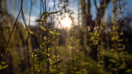 Willow branches with small spring leaves