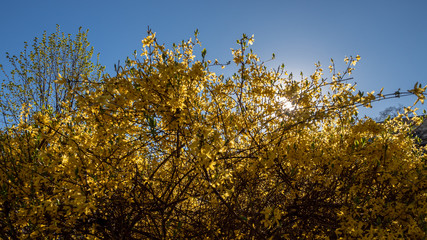Yellow forsythia flowers against the blue sky