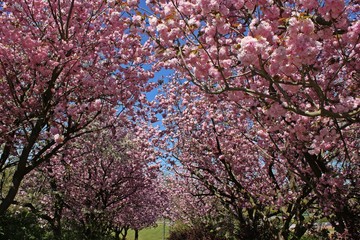 Obraz premium Allee mit rosa blühenden Japanischen Blütenkirschen (Prunus serrulata) und weißblühendem Kirschbaum