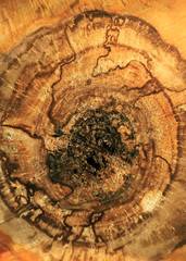 wooden stump cut texture with beautiful rings