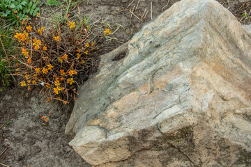 Spirea orange bush near old stone
