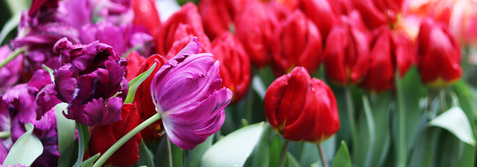 flowers tulips in the garden close up