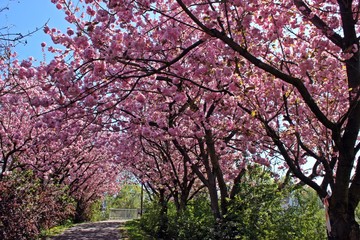 Allee mit rosa blühenden Japanischen Blütenkirschen (Prunus serrulata)