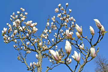 Blooming magnolia Sulange (Magnolia soulangeana) against the blue sky