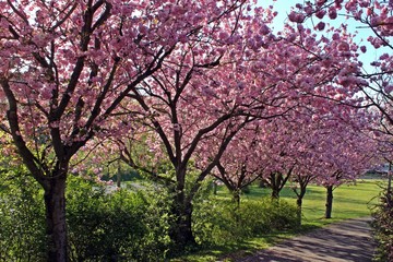 Allee mit rosa blühenden Japanischen Blütenkirschen (Prunus serrulata)