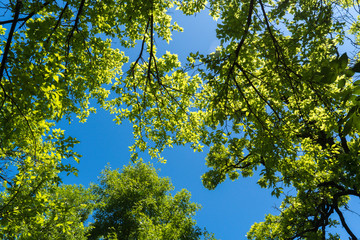 Tree branches in the sunlight in a city park on a sunny spring day.