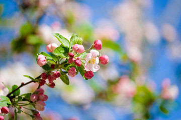 pink cherry blossom in spring sakura