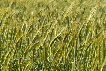 Green ears of wheat in sunlight
