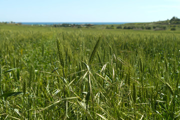 Green wheat field in front of sky and sea