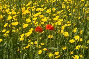 Colorful wildflowers in green wheat field