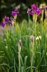 beautiful purple irises in the garden on the background of green summer grass