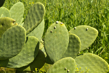 Opuntia cactus leaves in sunlight