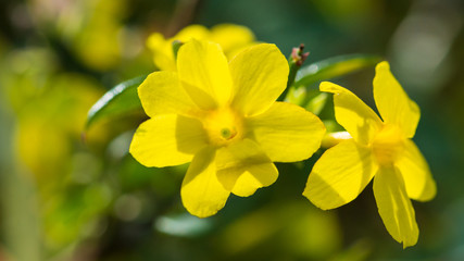 Winter Jasmine