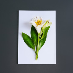 A mural with beautiful white alstroemeria flower.