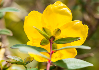 Shining Hypericum